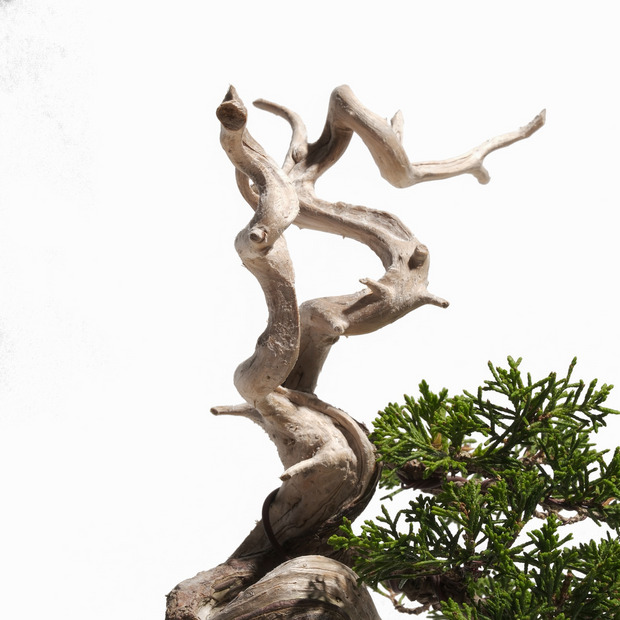 真柏 -半懸崖- （推定樹齢40年） 詳細画像